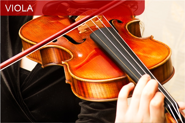 Viola